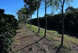 Cooperativa vende crédito de carbono