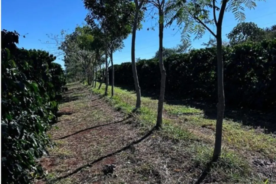 Cooperativa vende crédito de carbono