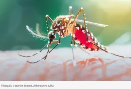 Dengue matou uma pessoa a cada sete horas em Minas, e número de casos cresce 4 vezes em 2024 frente a 2023