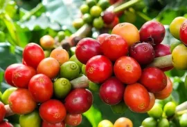 Exportações do agronegócio mineiro alcançam US$ 17,1 bilhões em 2024 e atingem novo recorde