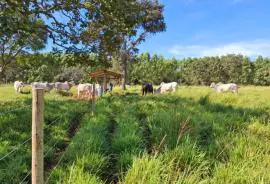 Forrageiras mostram alto desempenho no semiárido