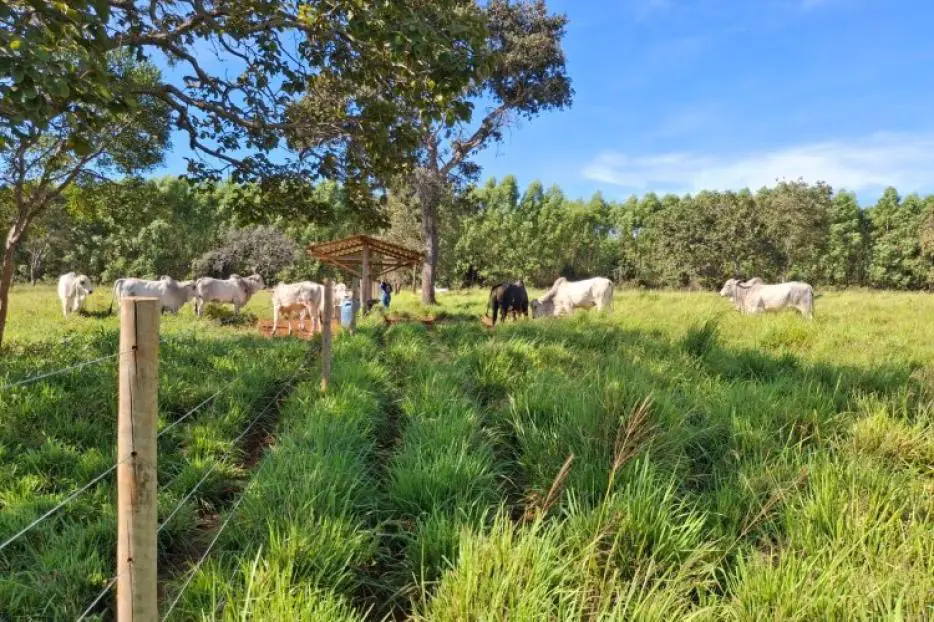 Forrageiras mostram alto desempenho no semiárido