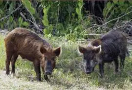 Lei autoriza controle populacional do javali&europeu