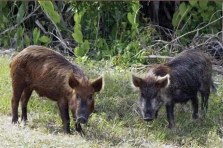 Lei autoriza controle populacional do javali&europeu