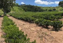 Minas Gerais amplia produção de café conilon e fortalece diversificação no campo