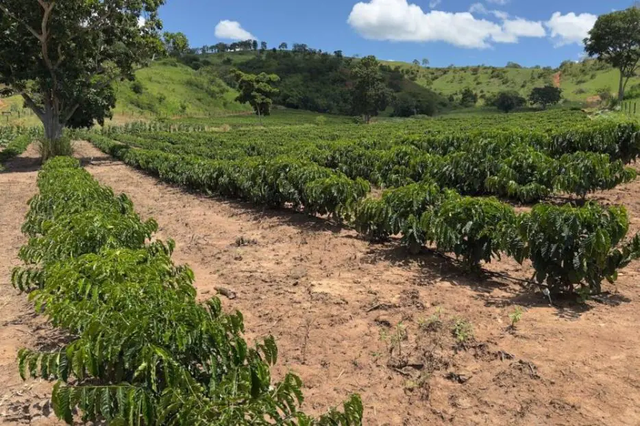 Minas Gerais amplia produção de café conilon e fortalece diversificação no campo