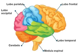 O que a ciência sabe sobre o envelhecimento do cérebro?
