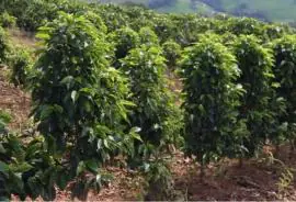 Saca de café mineiro alcança R$ 90 mil